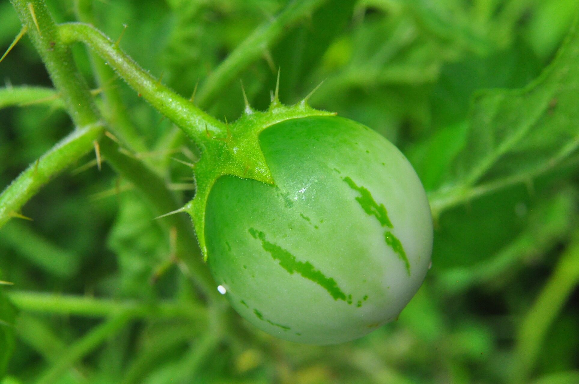 Solanum agrarium fruit