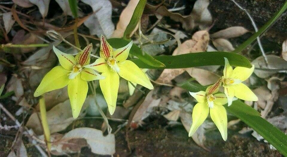 Caladenia flava flower