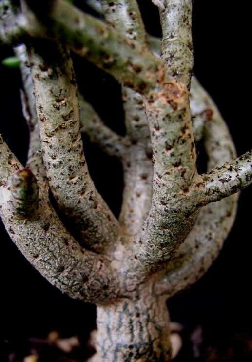 Tylecodon buchholzianus bark