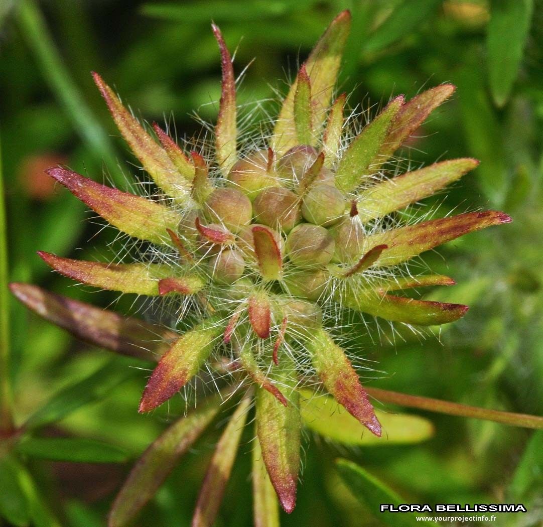 Asperula arvensis fruit