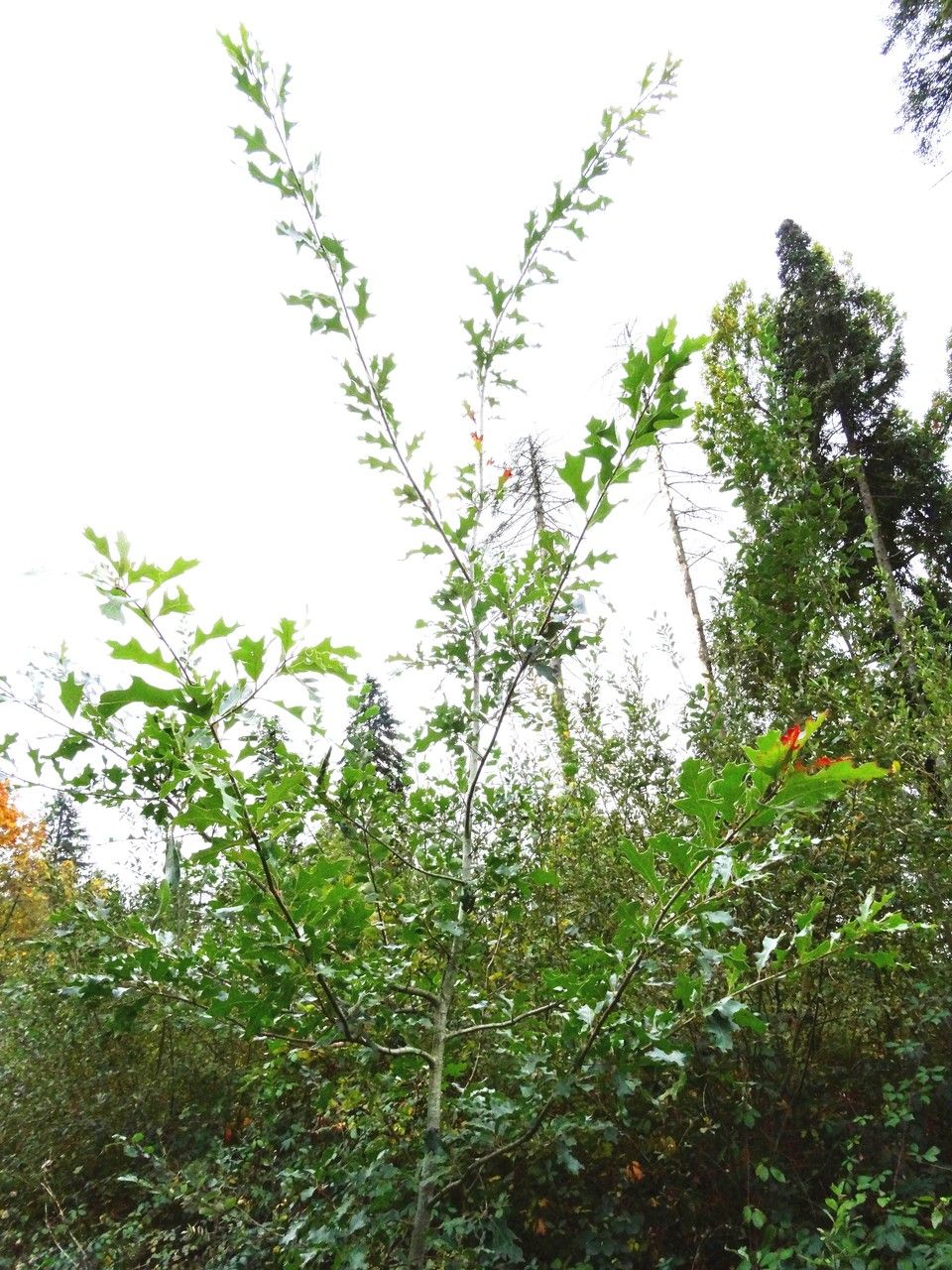 Quercus gravesii habit