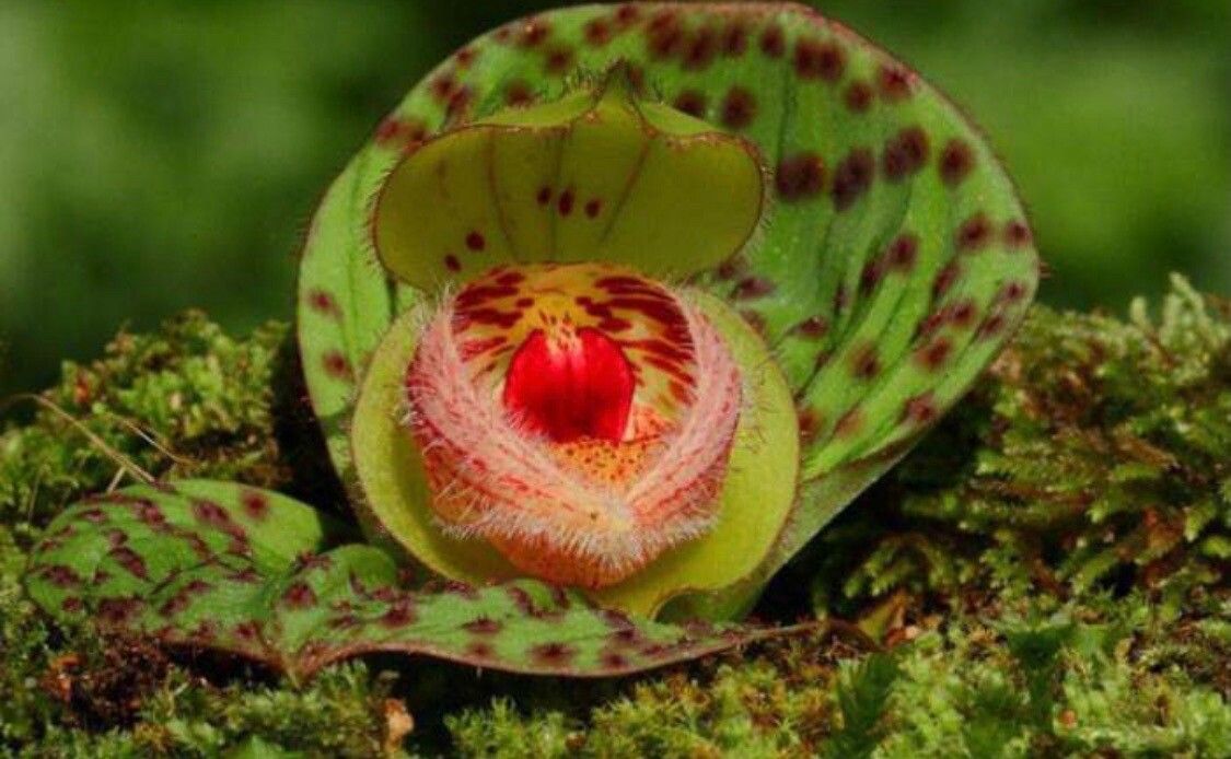 Cypripedium fargesii — search result for 'Cypripedium'