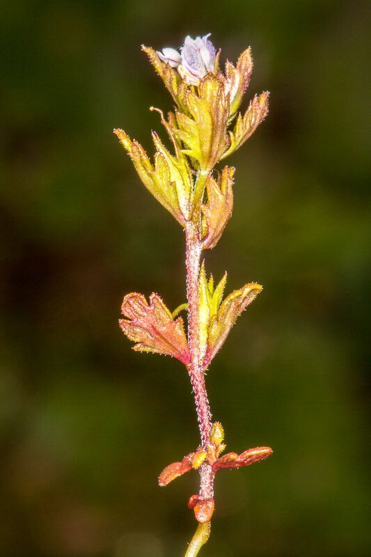 Euphrasia minima — search result for 'Euphrasia'