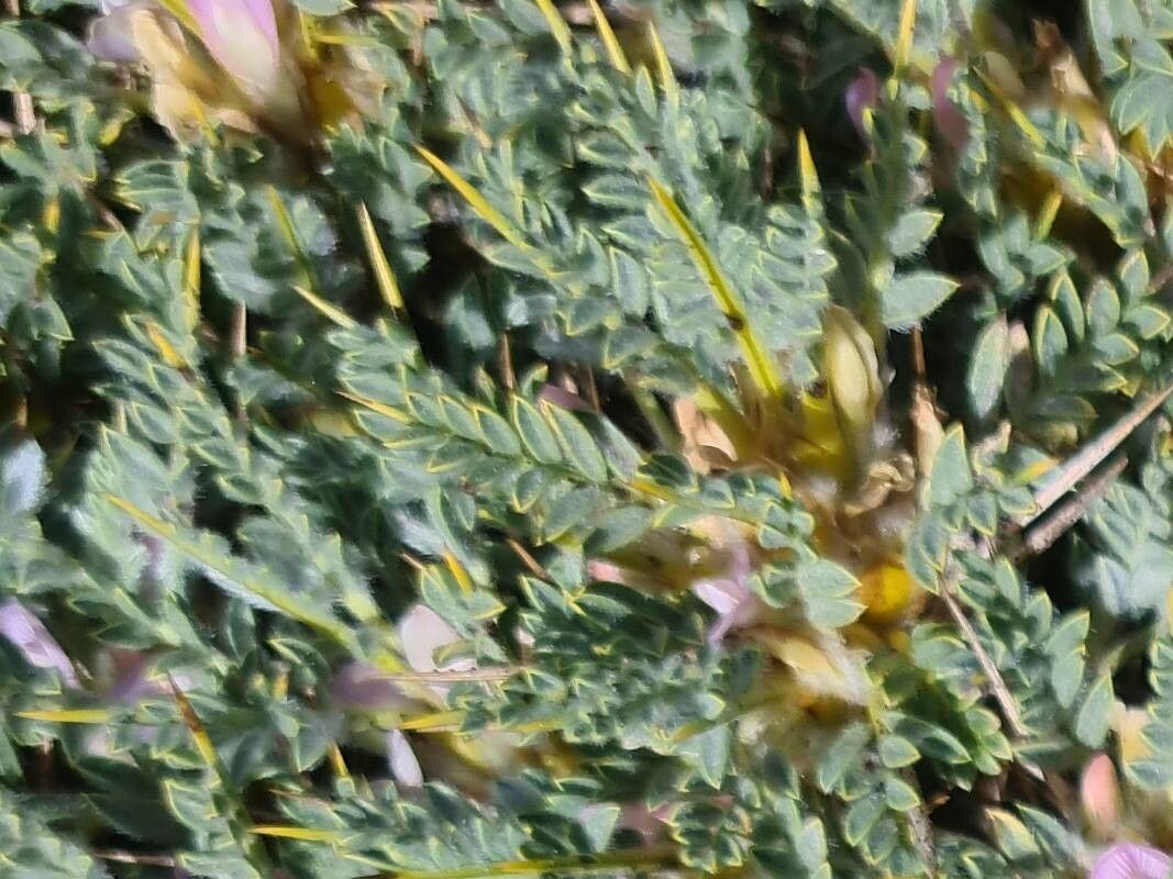 Astragalus creticus leaf