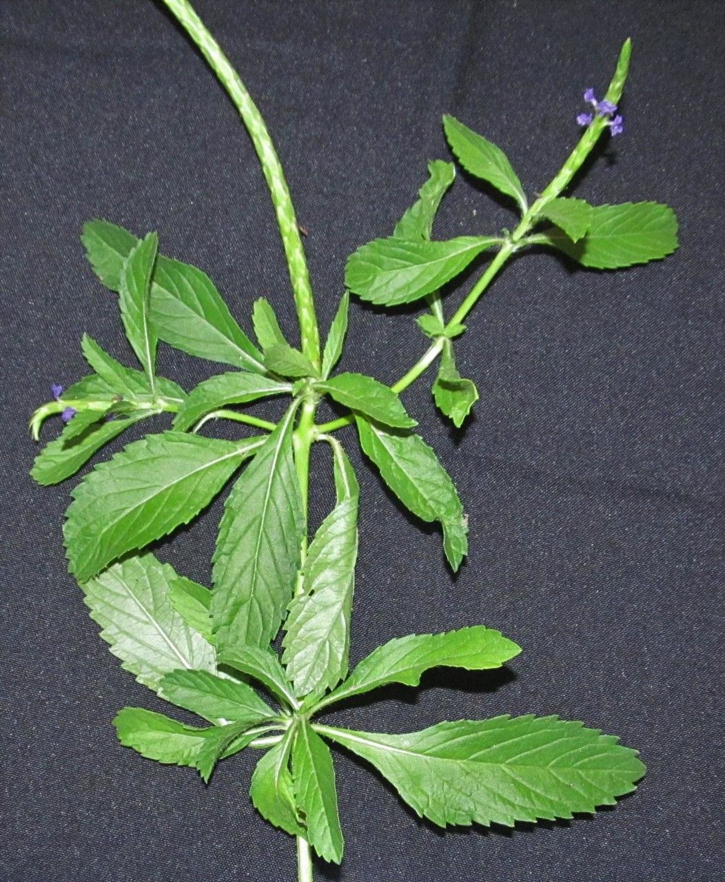 Stachytarpheta calderonii other