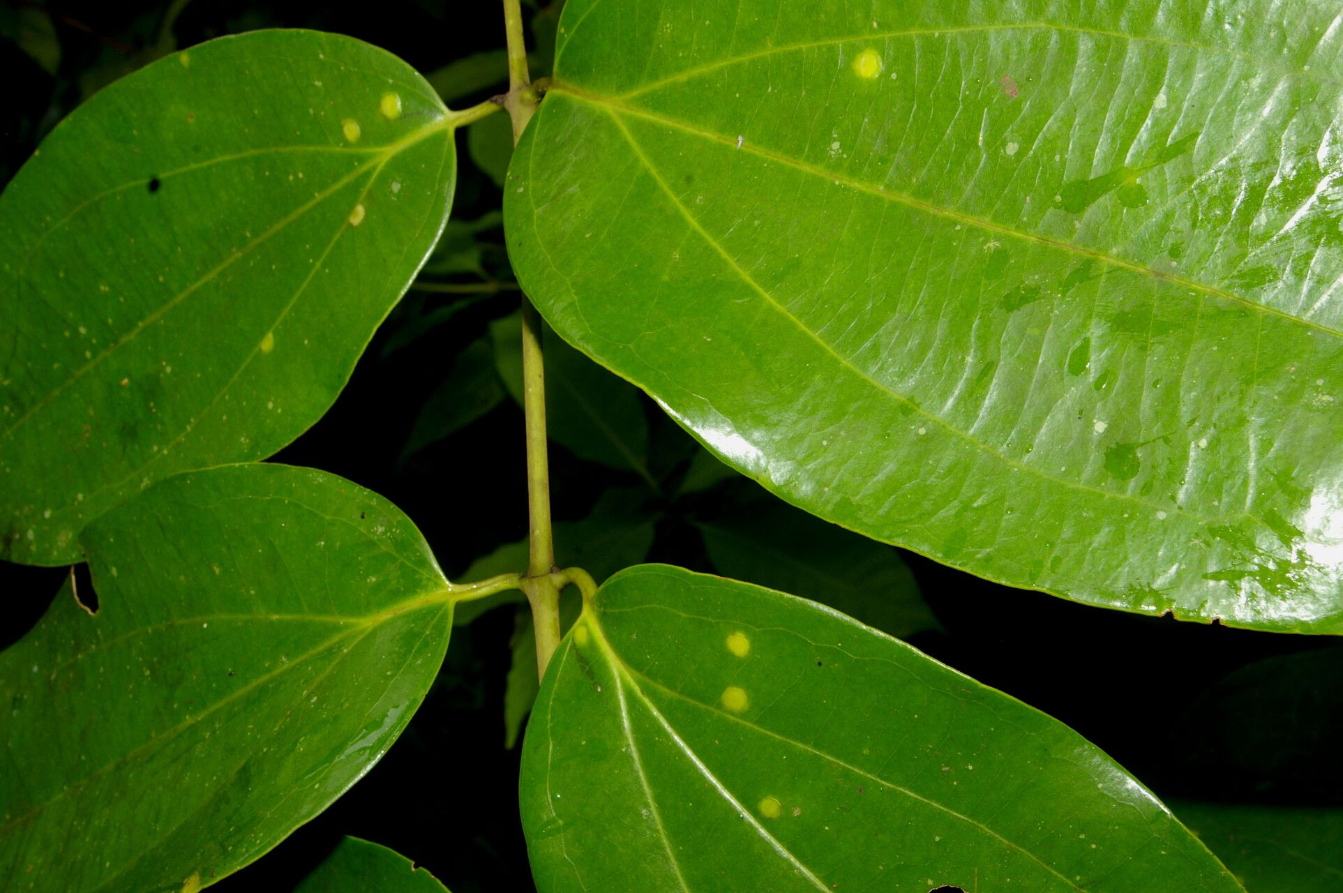 Strychnos peckii — houseplant care guide