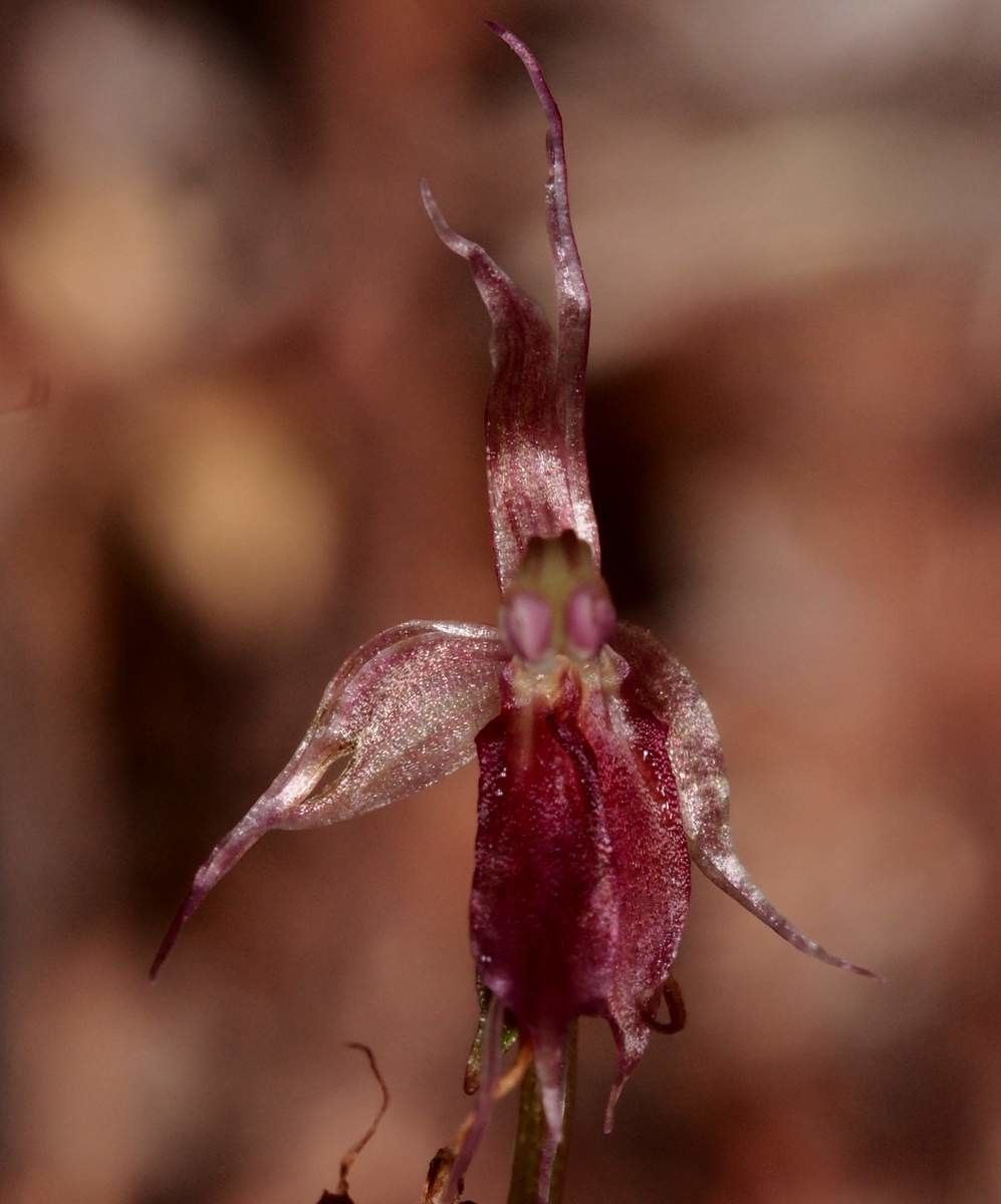 Acianthus halleanus flower