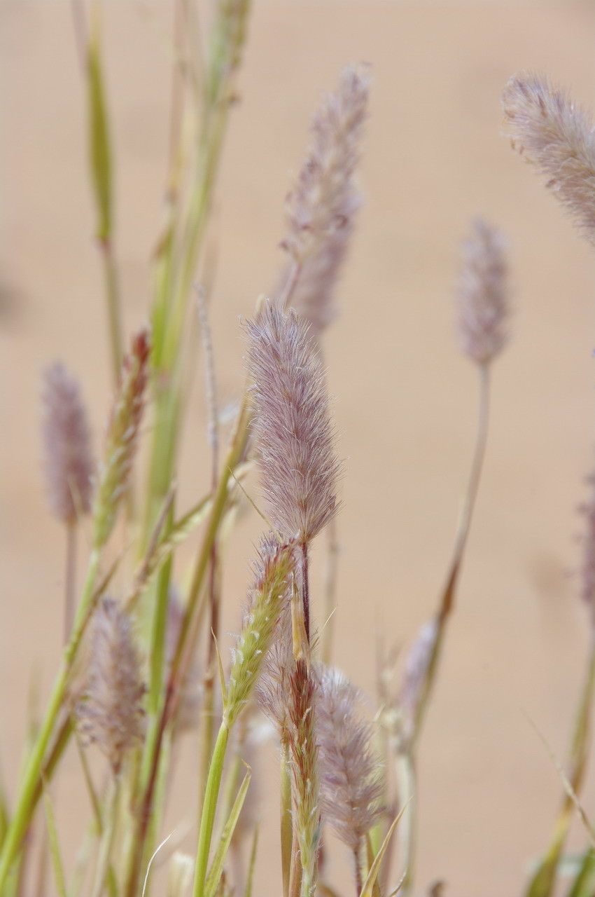 Pennisetum violaceum flower