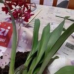 Cattleya brevipedunculata