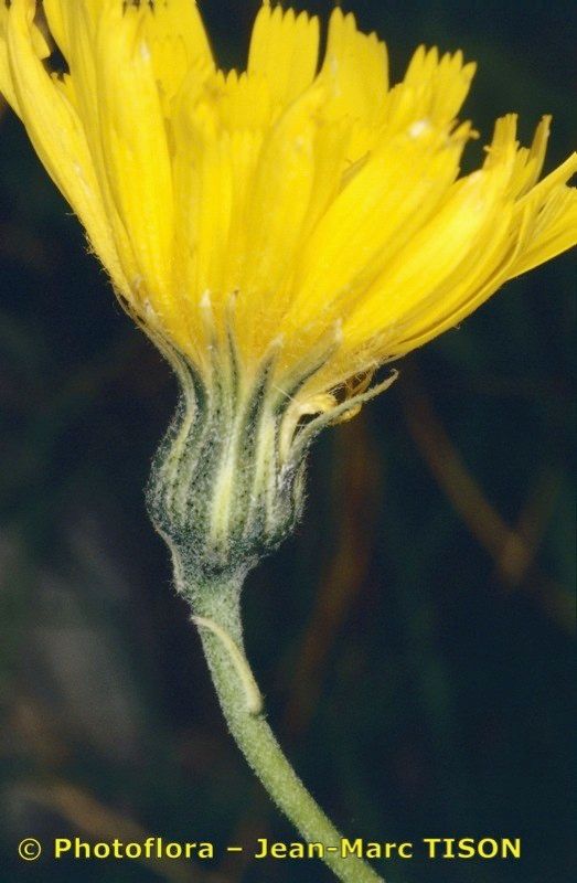 Hieracium chaixianum flower
