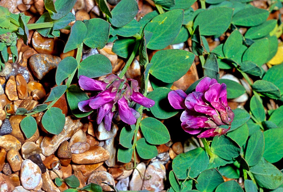 Lathyrus japonicus — search result for 'Lathyrus'