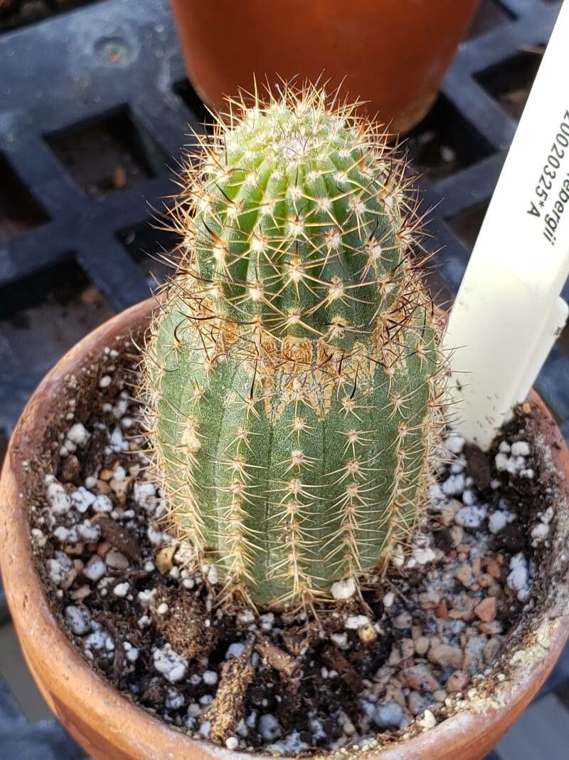 Echinopsis backebergii — search result for 'Echinopsis'