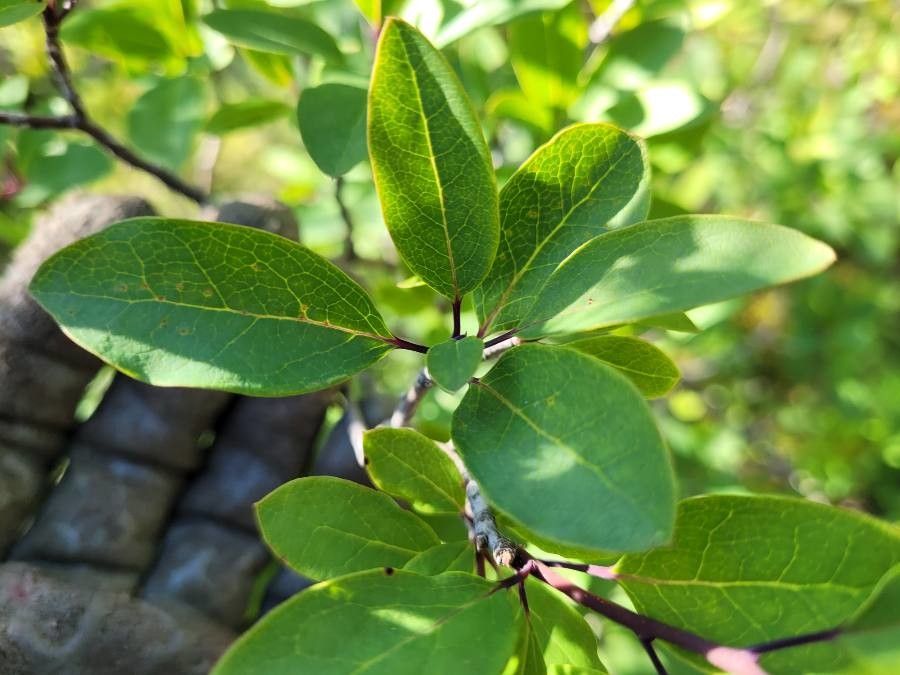 Ilex mucronata — search result for 'Ilex'