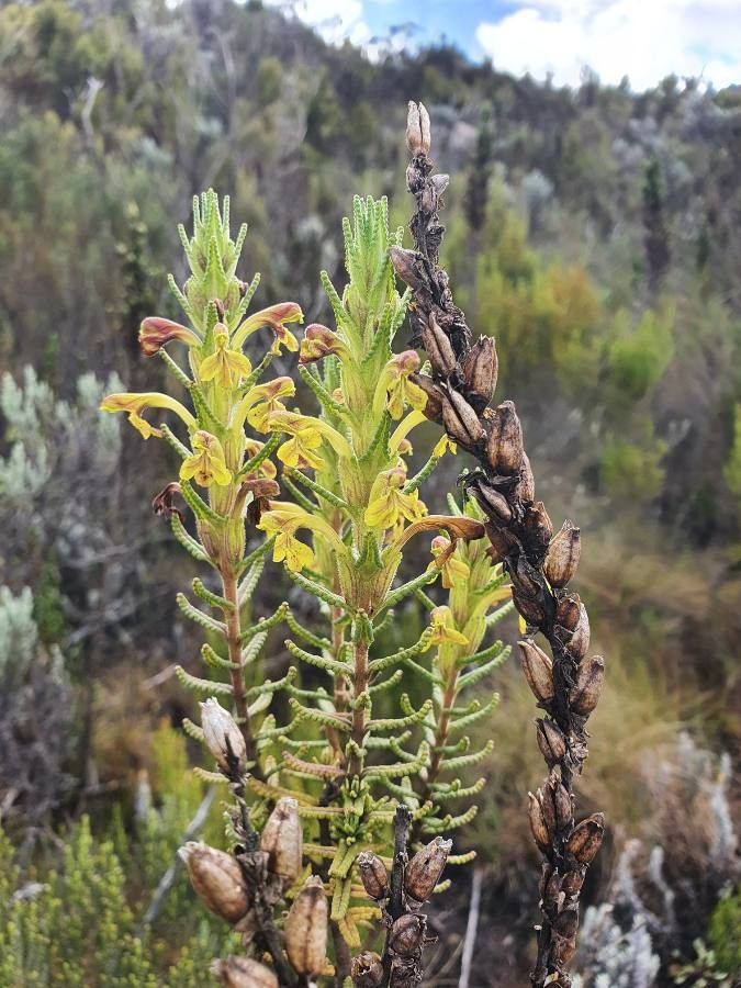 Bartsia longiflora — related species from the same genus