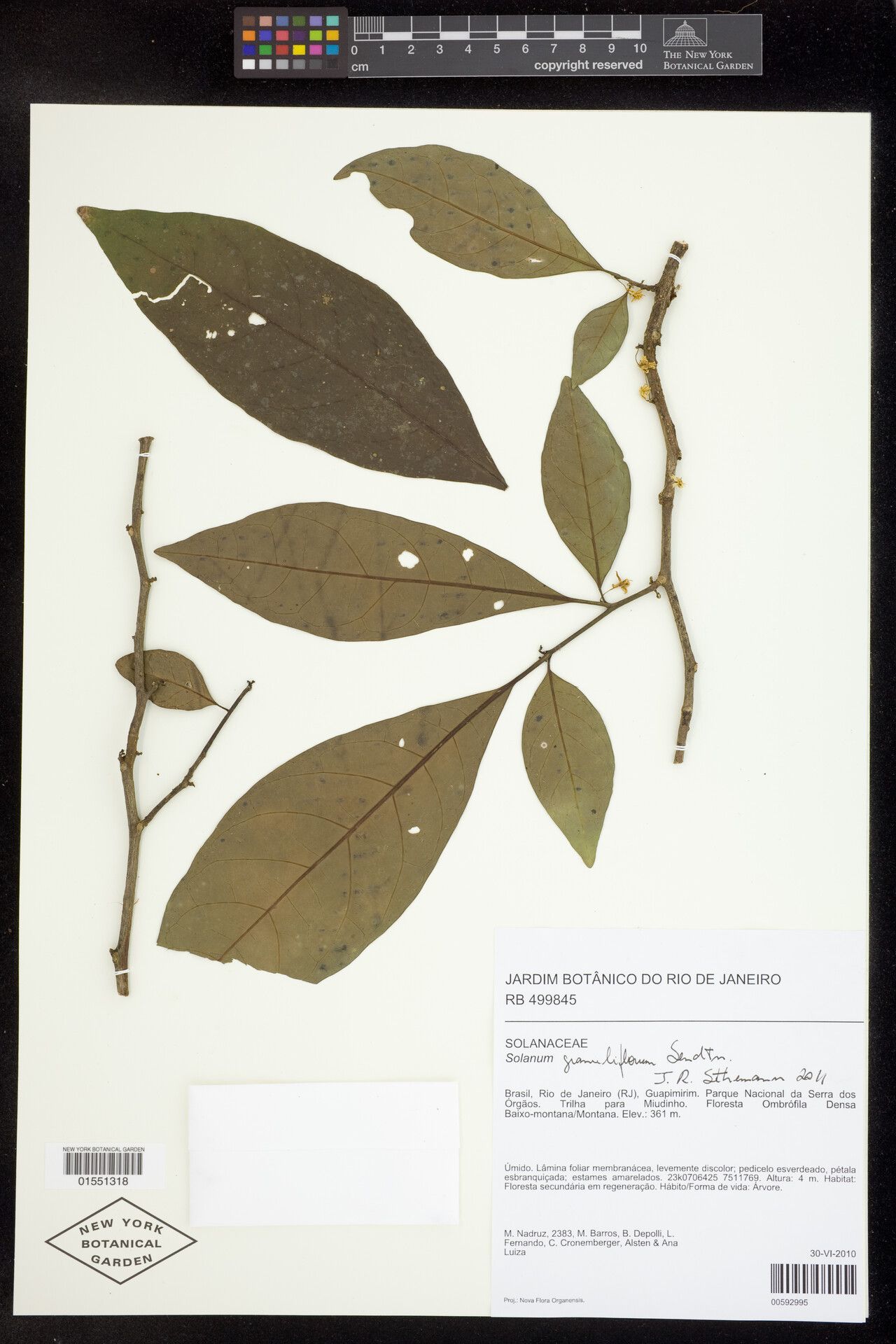 Solanum lacteum — houseplant care guide