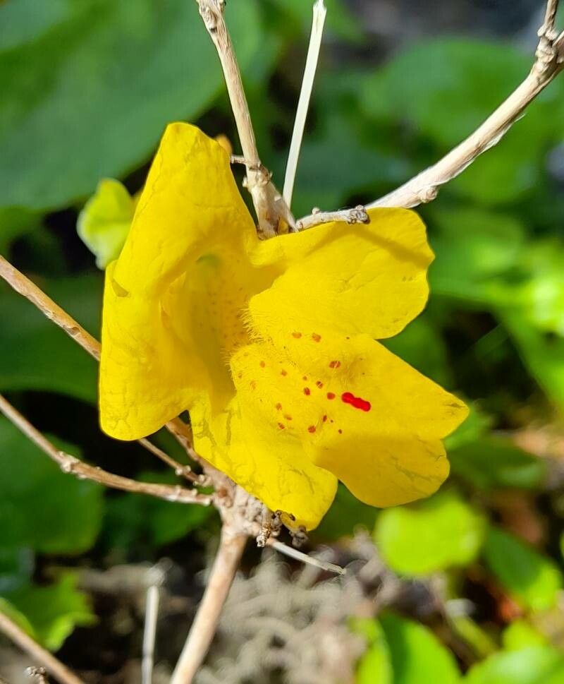Mimulus luteus flower