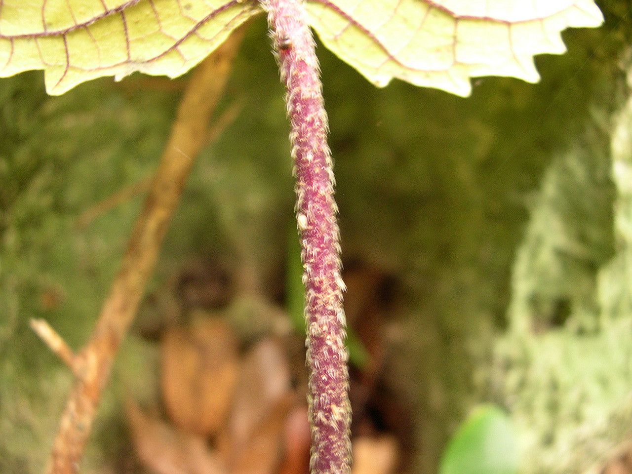 Dendrocnide peltata fruit