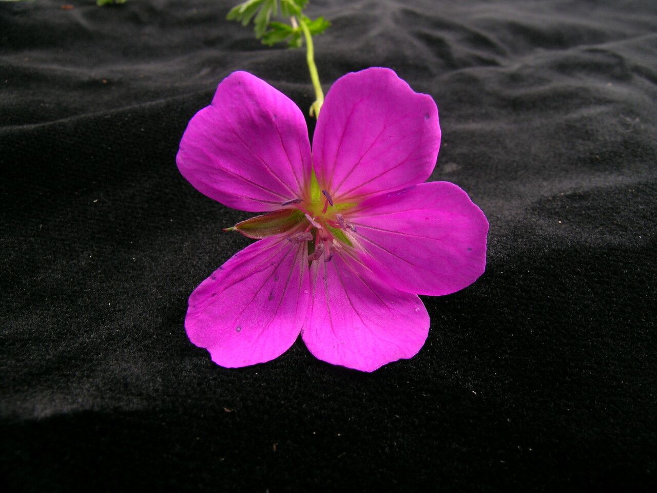 Geranium donianum — houseplant care guide