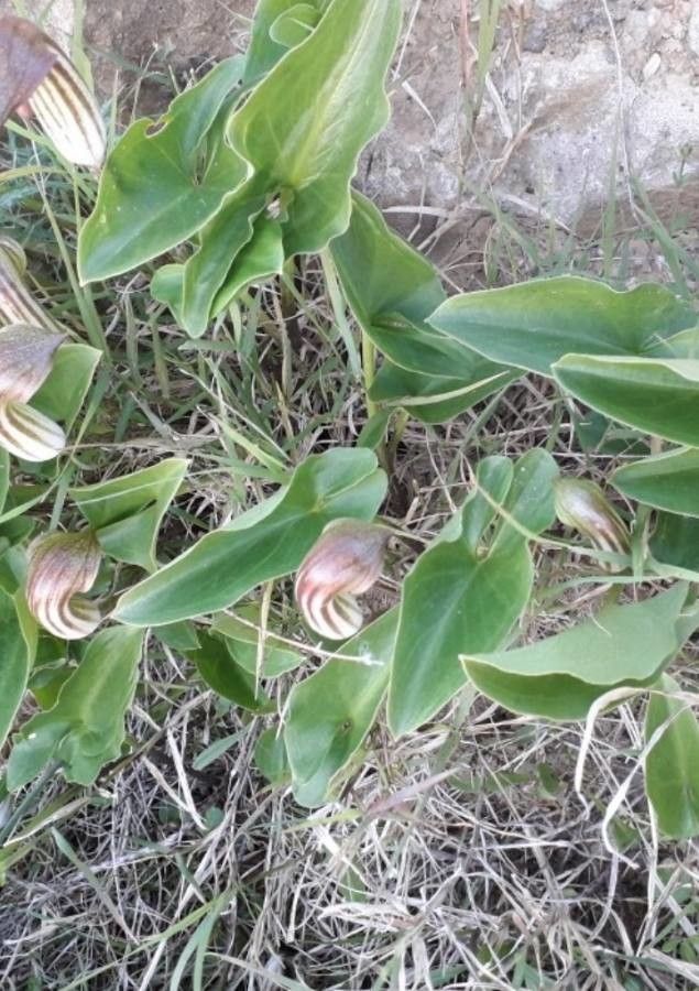 Arisarum vulgare flower