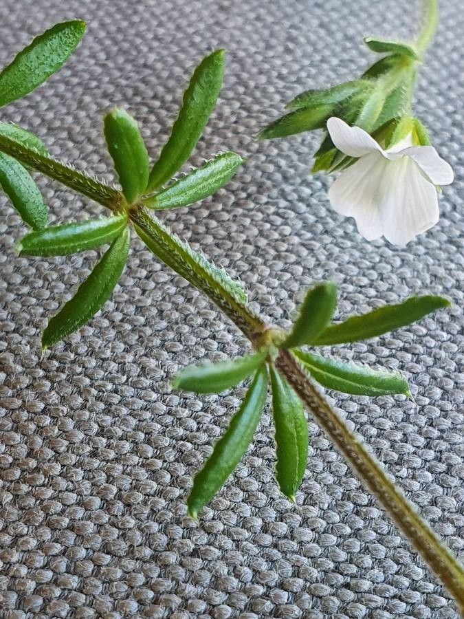 Galium kenyanum — houseplant care guide