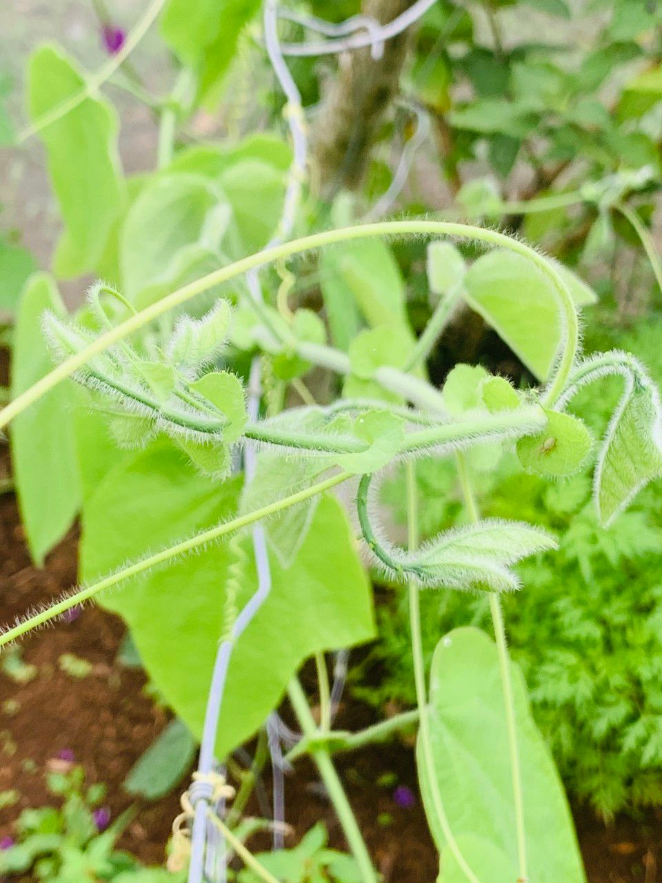 Passiflora menispermifolia bark
