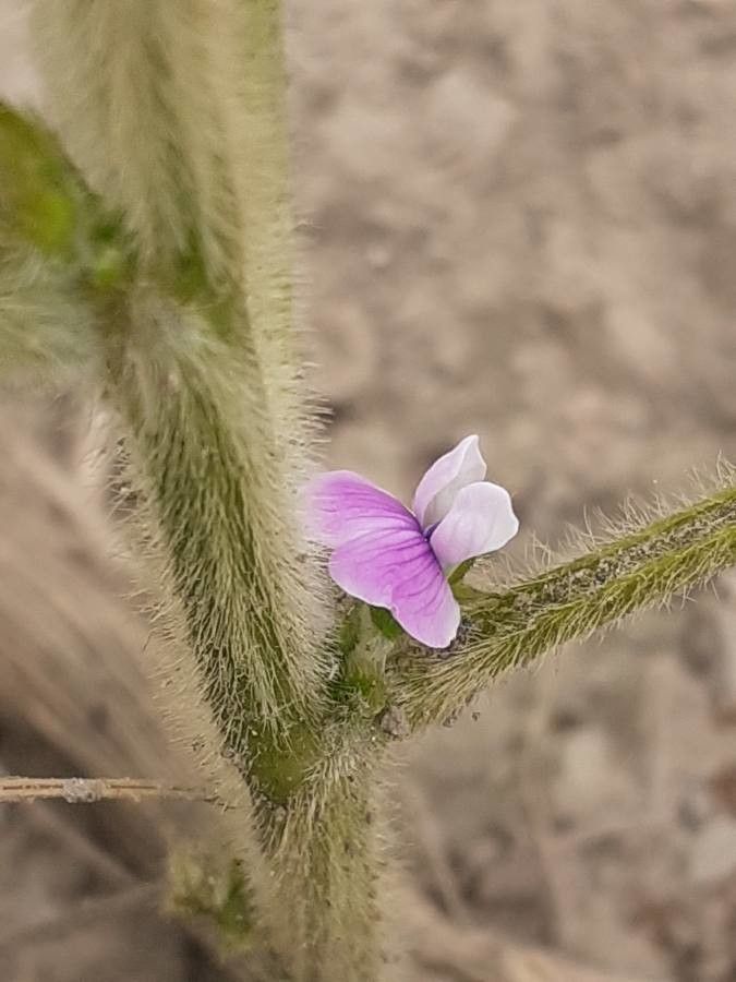 Glycine max flower