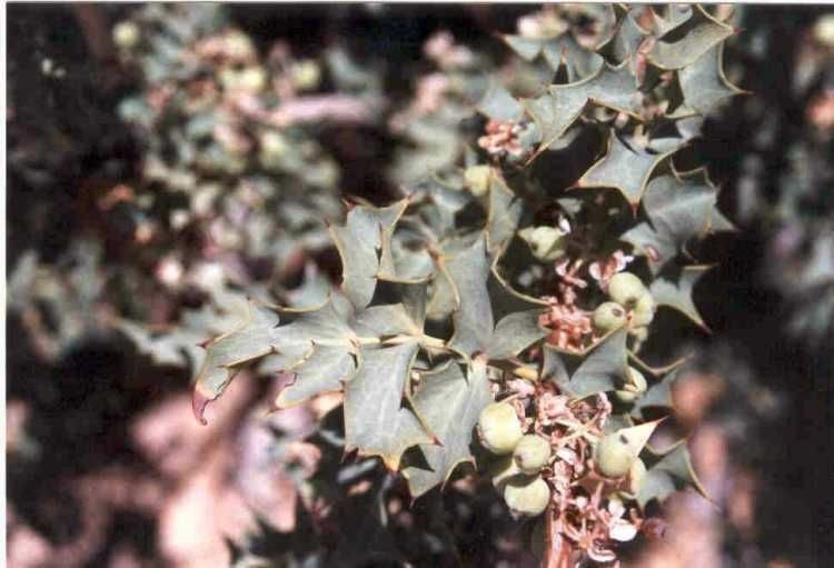 Berberis higginsiae — search result for 'Berberis'