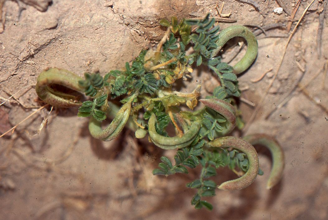 Astragalus mareoticus habit