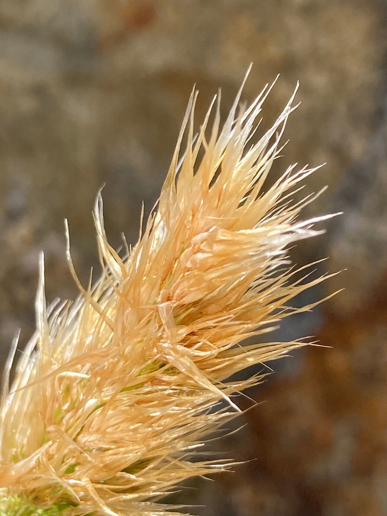 Deschampsia ovata flower