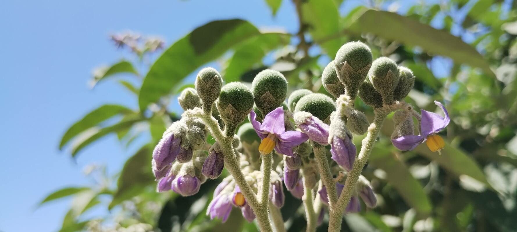 Solanum granulosoleprosum — houseplant care guide