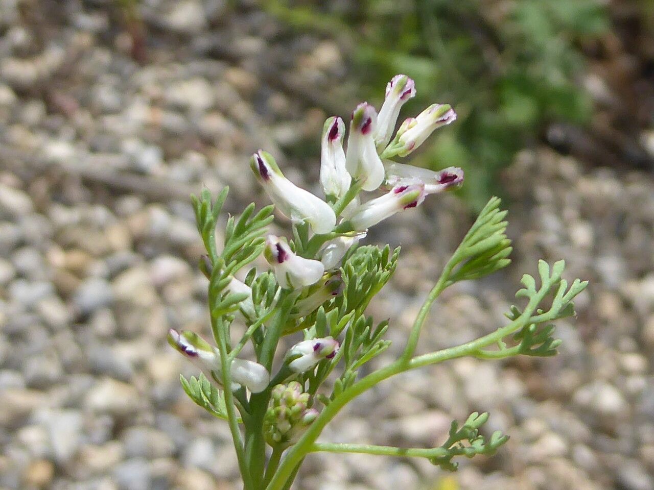 Fumaria parviflora flower