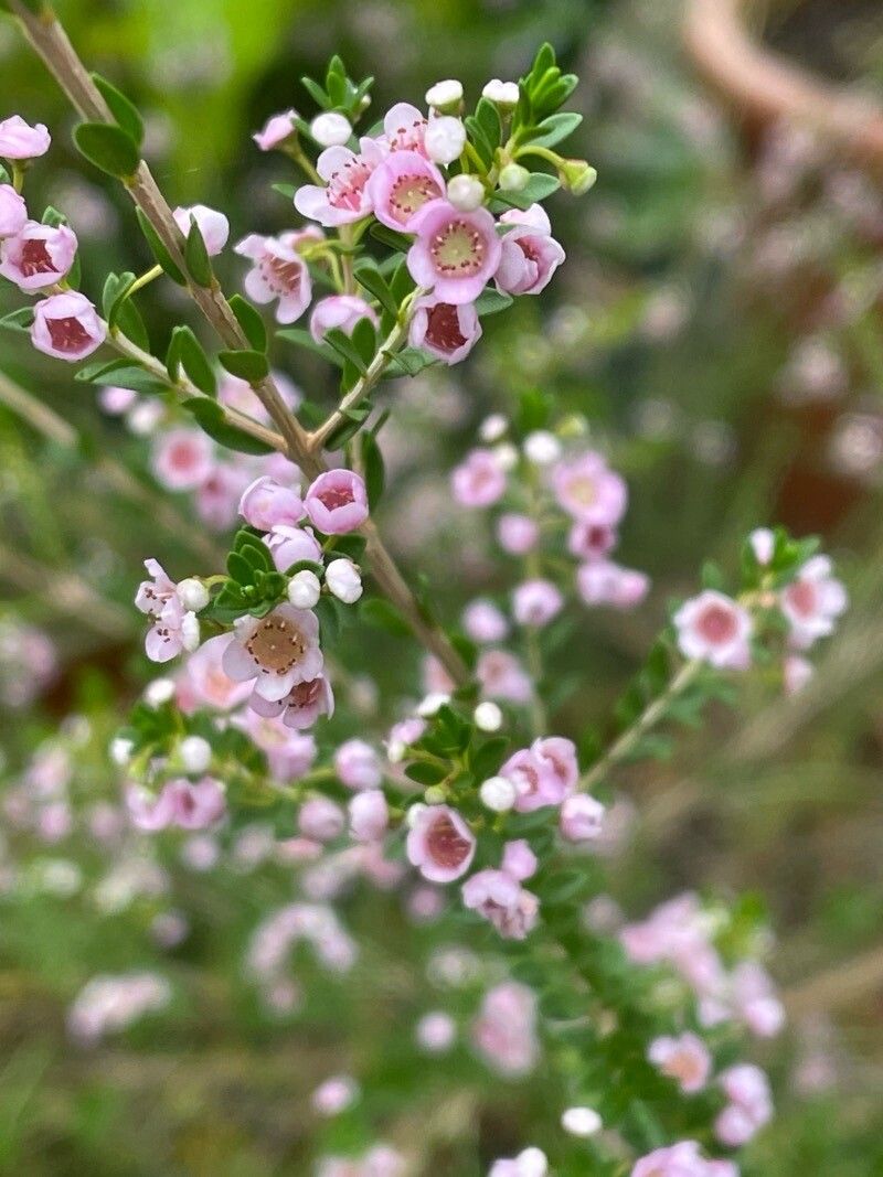 Thryptomene saxicola flower