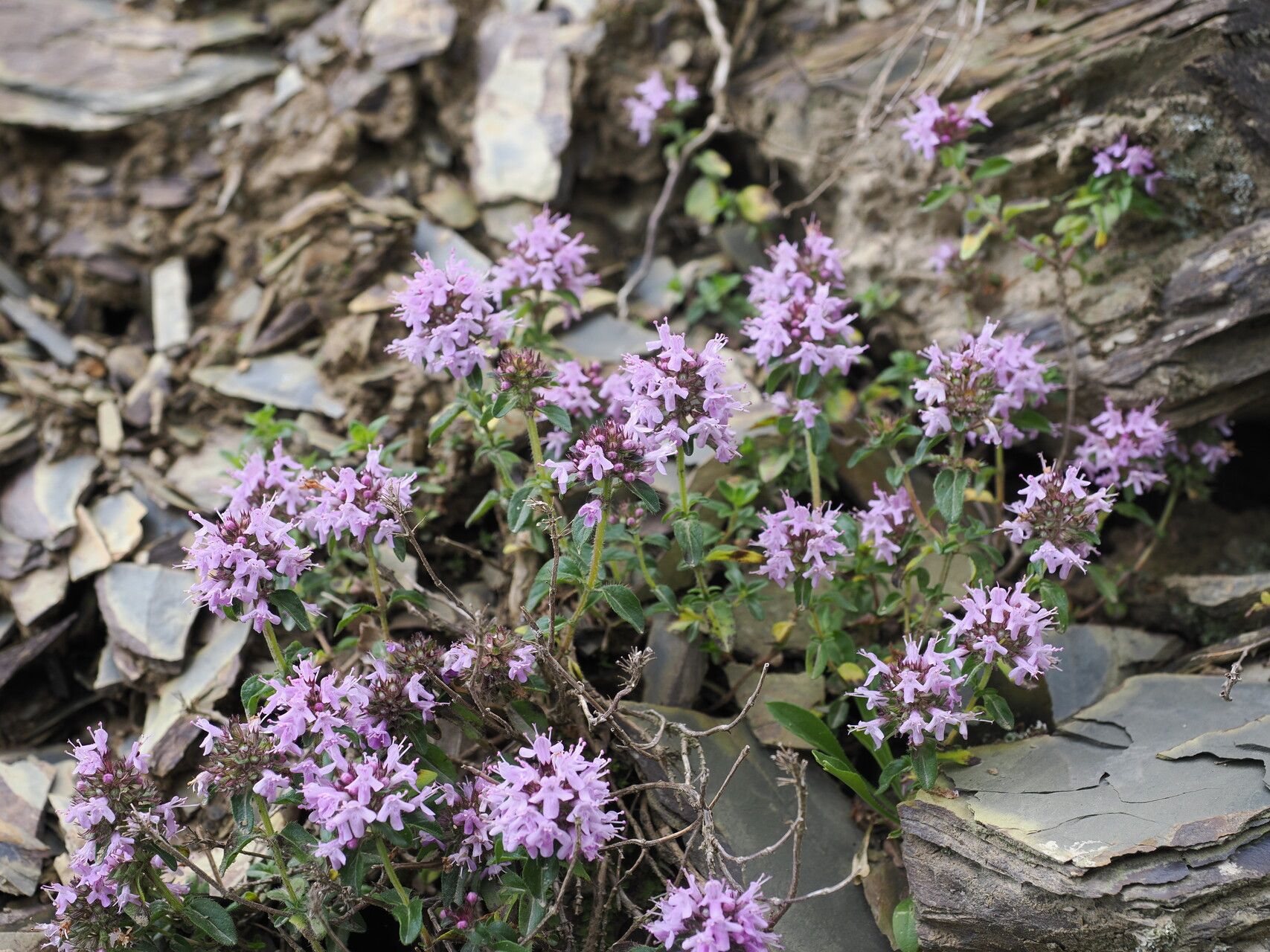 Thymus nummularius — search result for 'Thymus'
