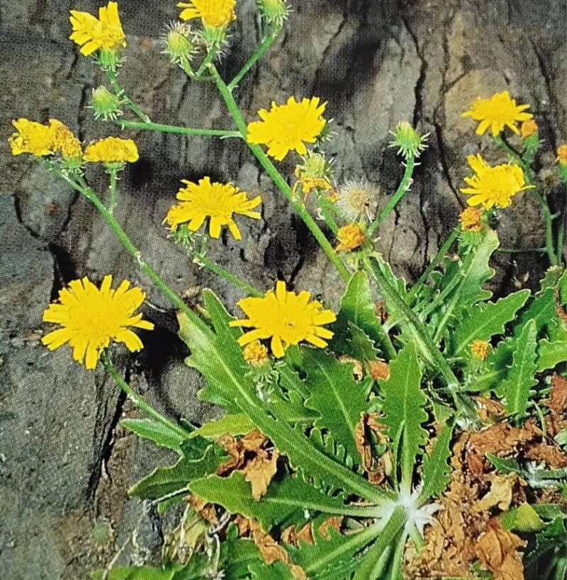 Tolpis crassiuscula — houseplant care guide