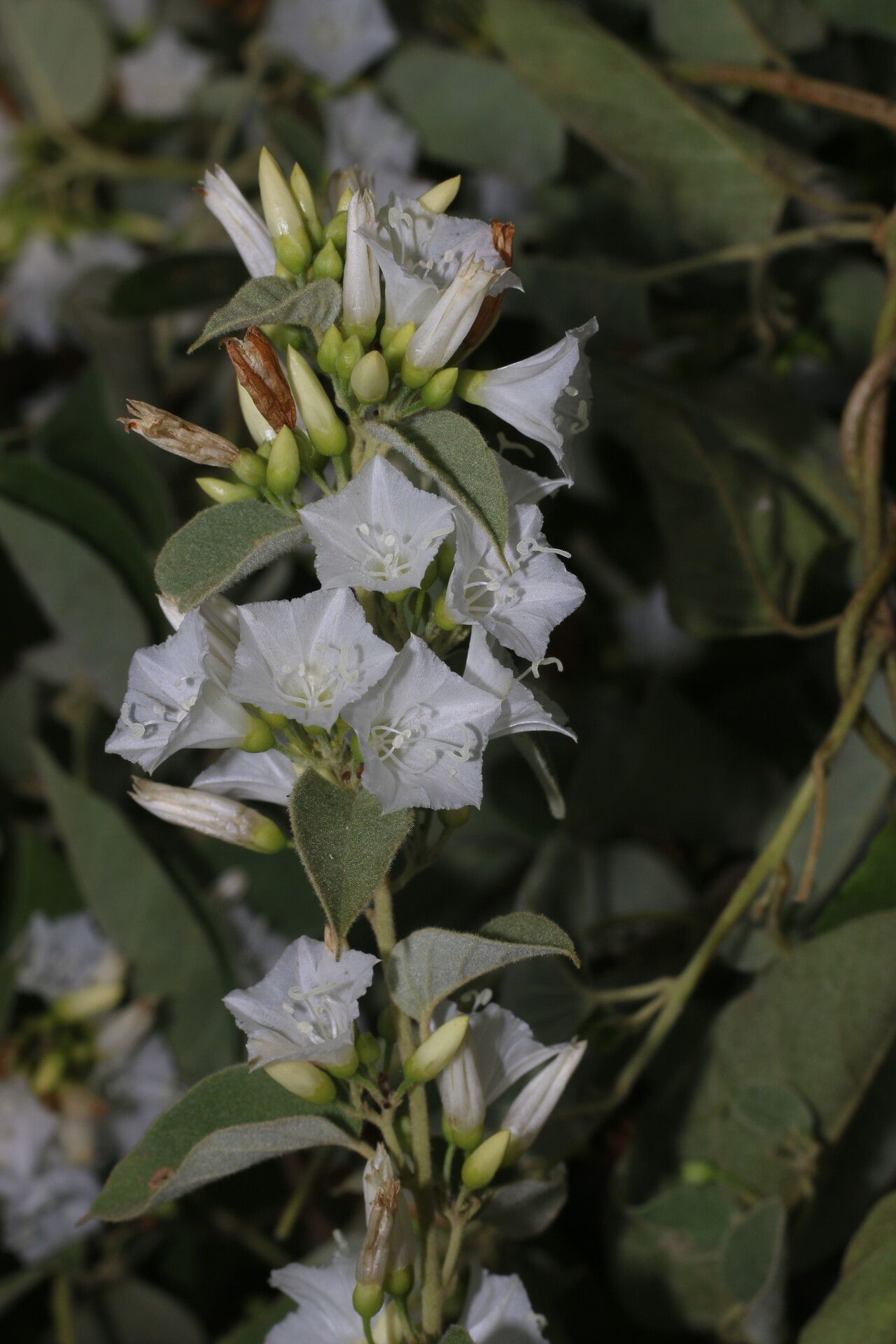 Bonamia mexicana flower