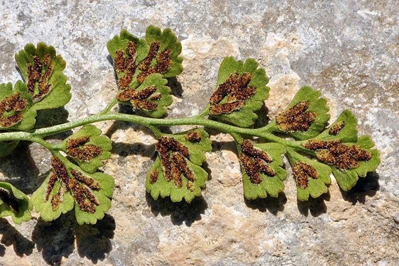 Asplenium lepidum fruit