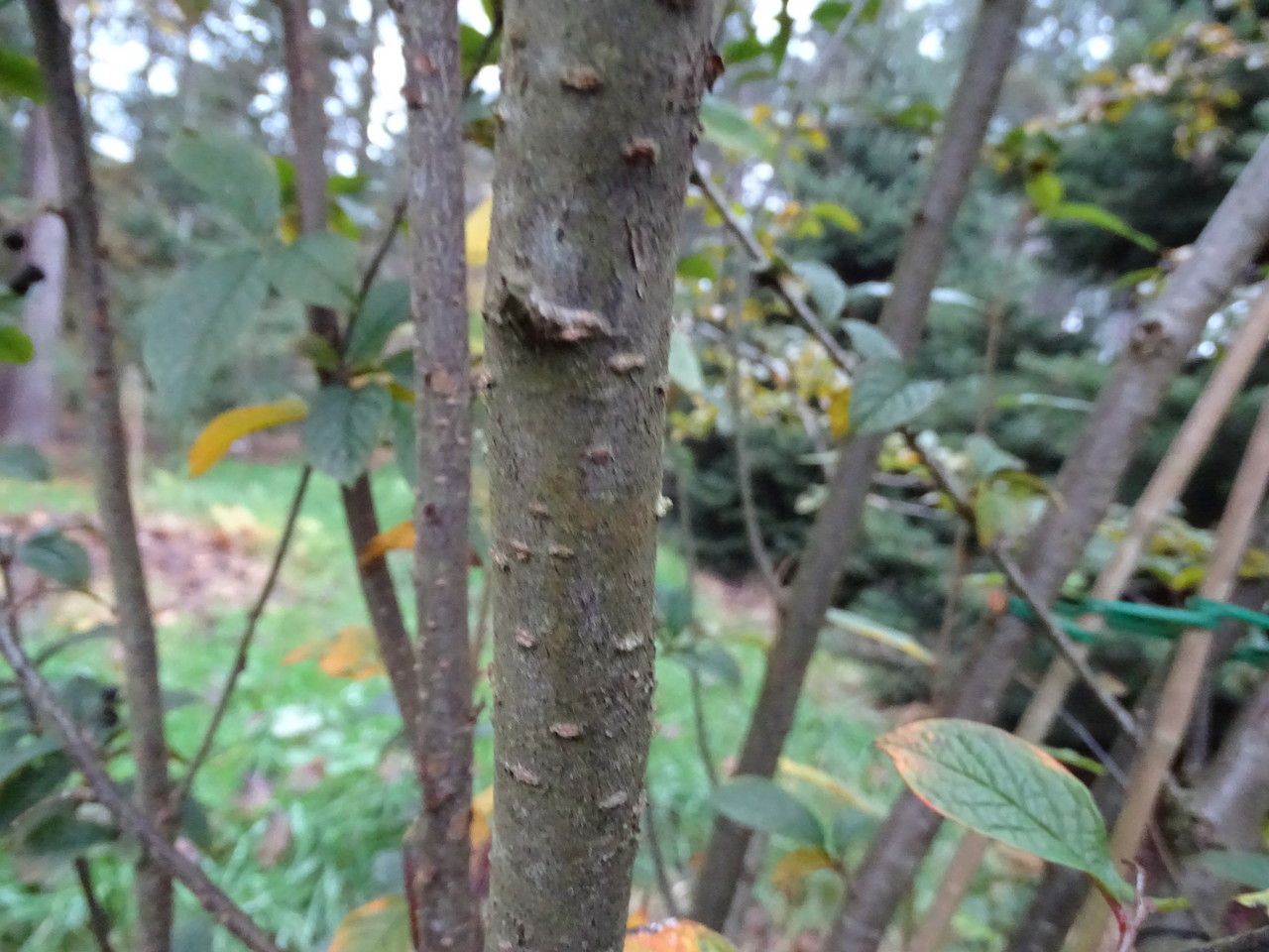 Cotoneaster moupinensis bark