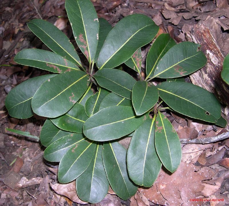 Planchonella cauliflora habit