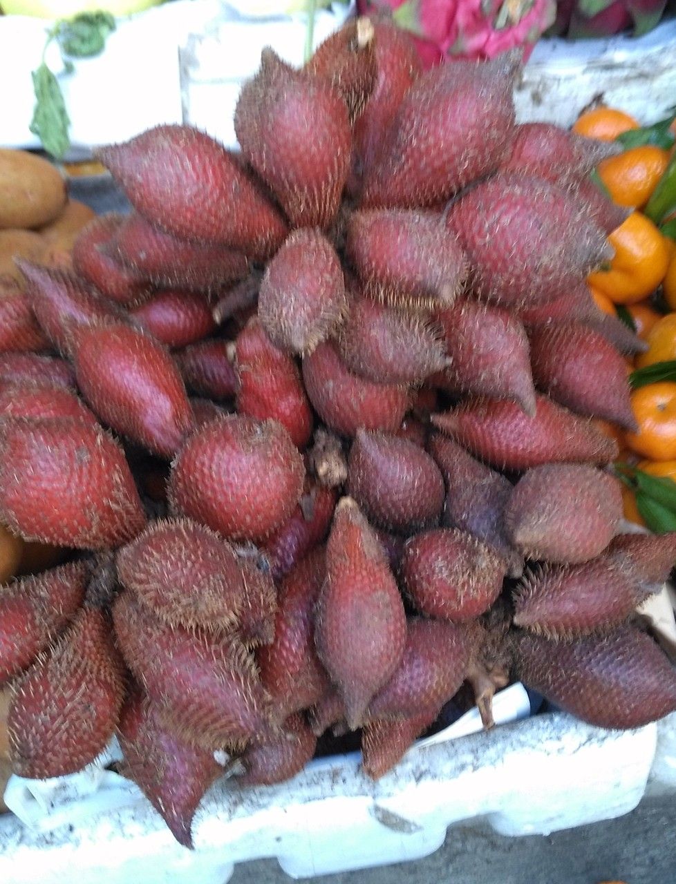 Salacca griffithii fruit