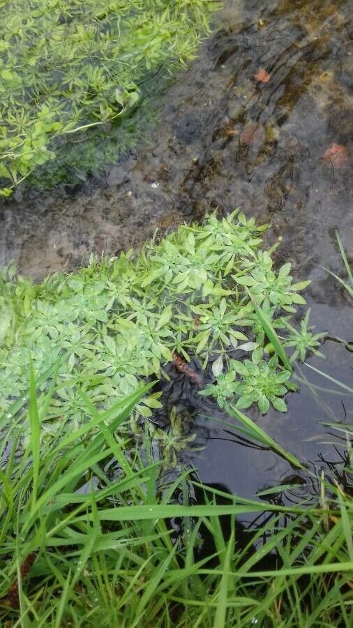 Callitriche obtusangula habit