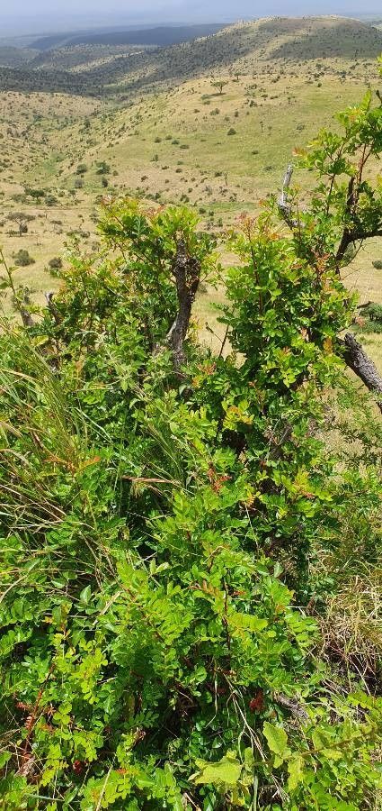 Pistacia aethiopica habit