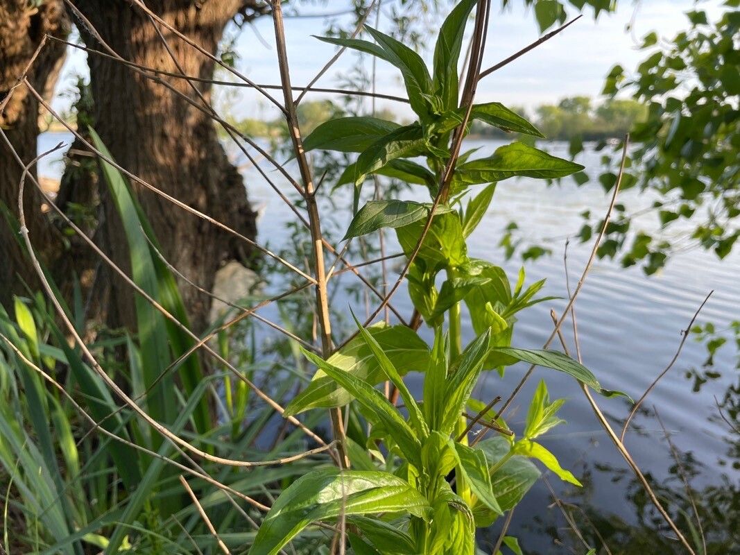 Epilobium ciliatum x Epilobium tetragonum leaf