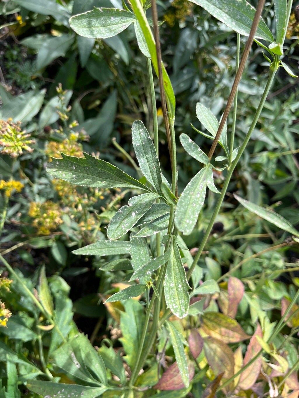 Ratibida pinnata leaf
