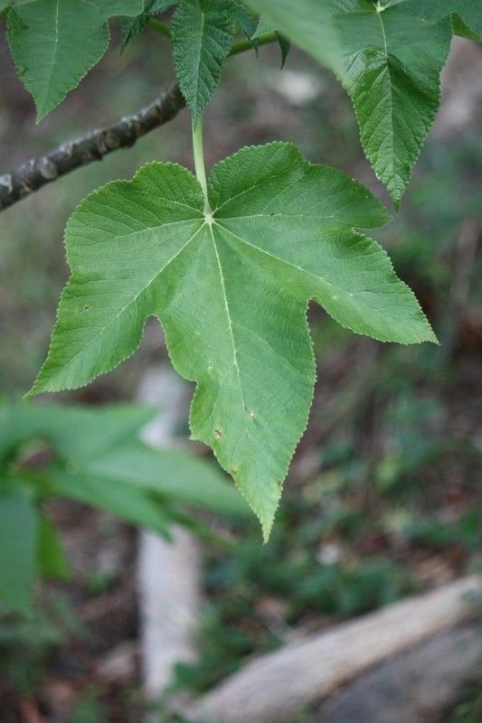 Obetia ficifolia — related species from the same genus