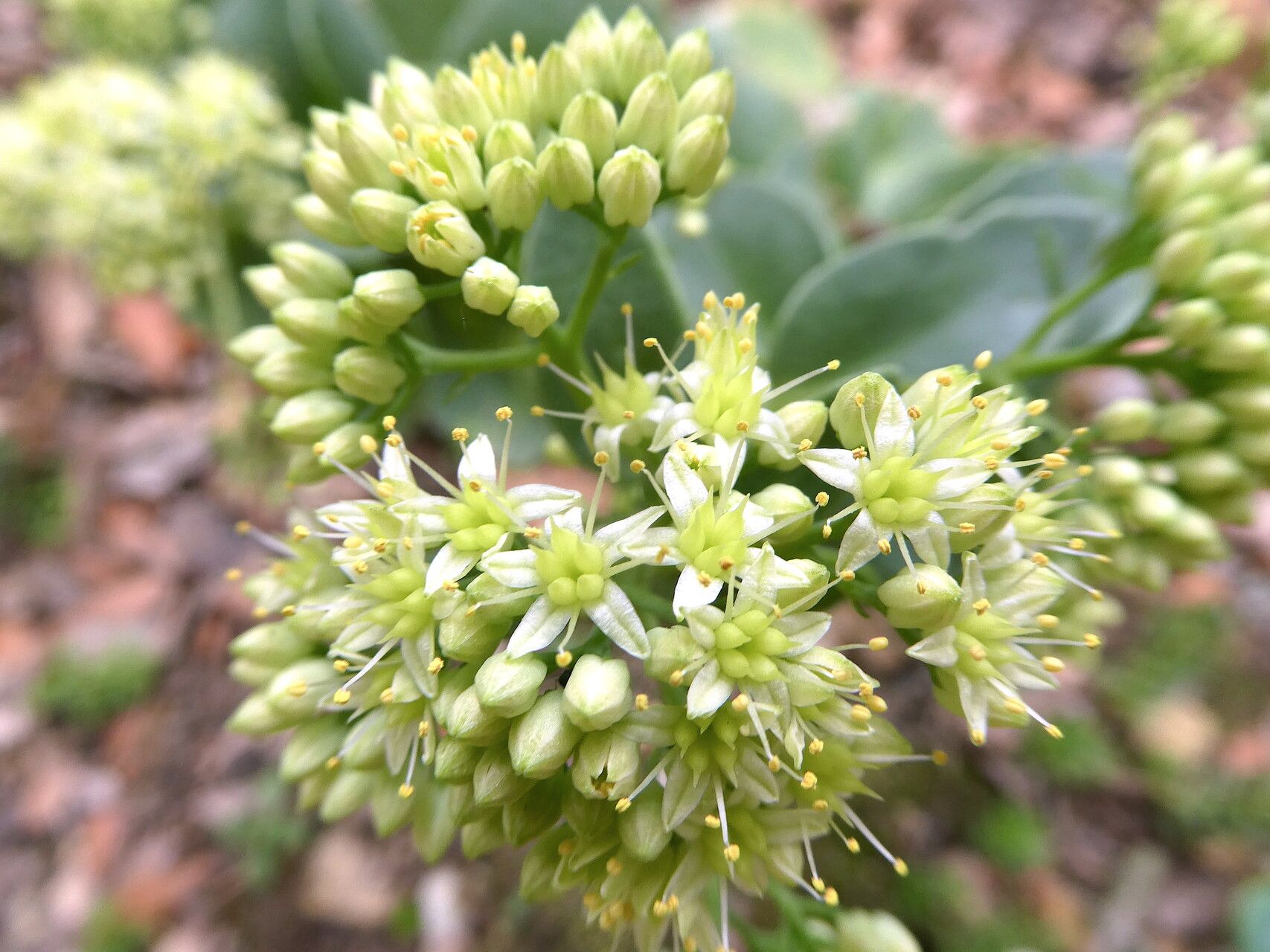 Sedum maximum flower