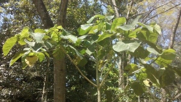 Dendrocnide excelsa leaf
