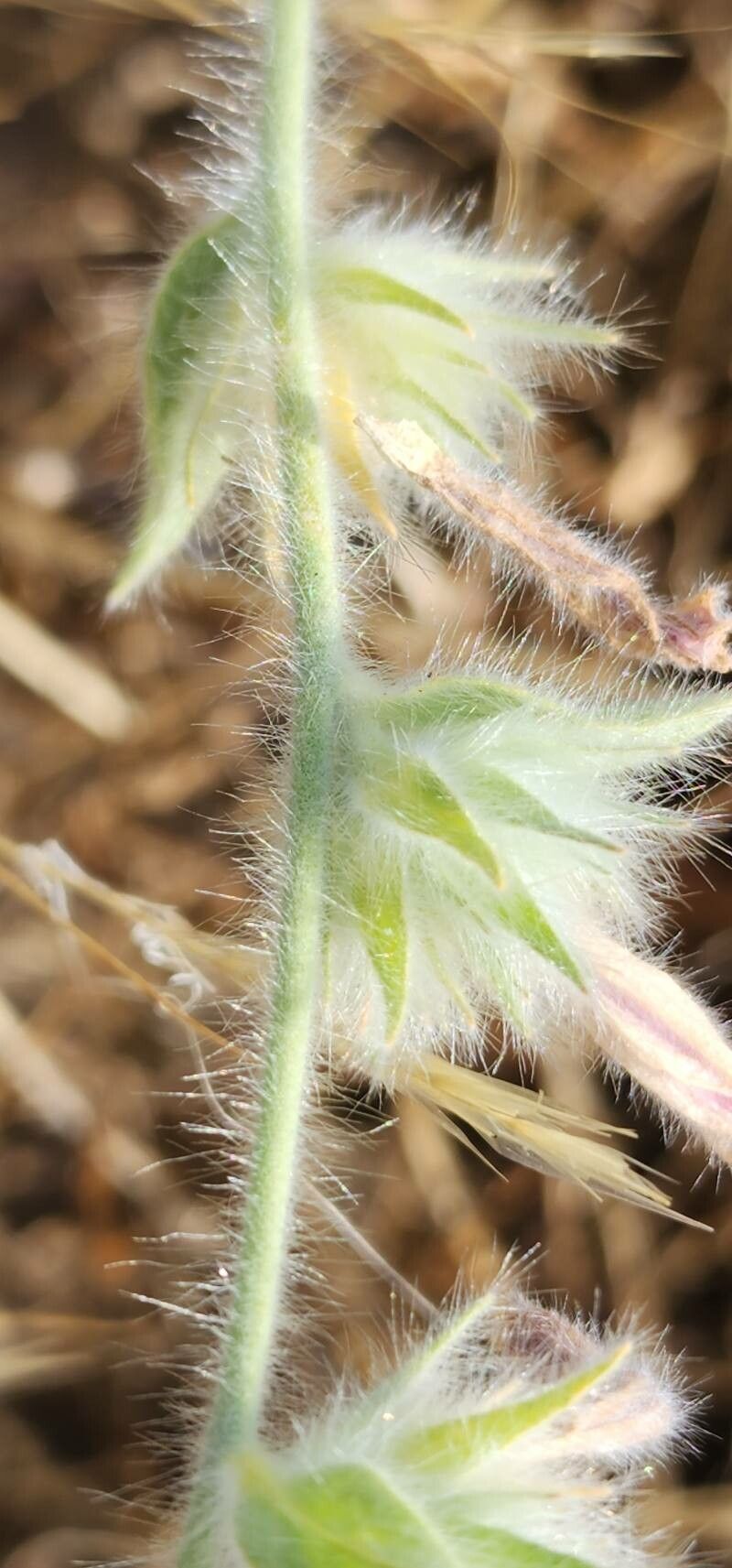Convolvulus cephalopodus bark