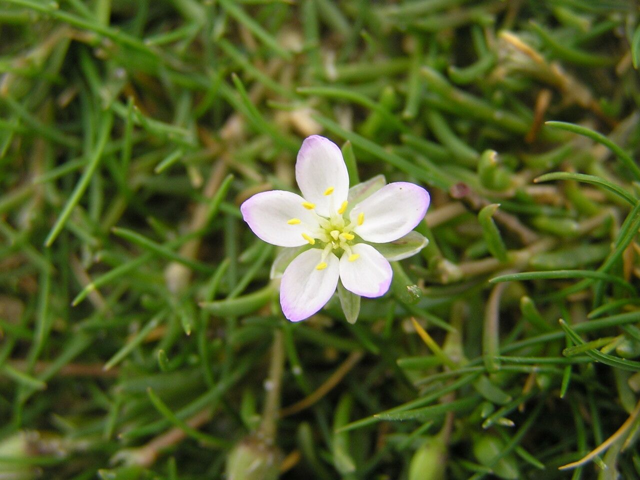Spergula media flower