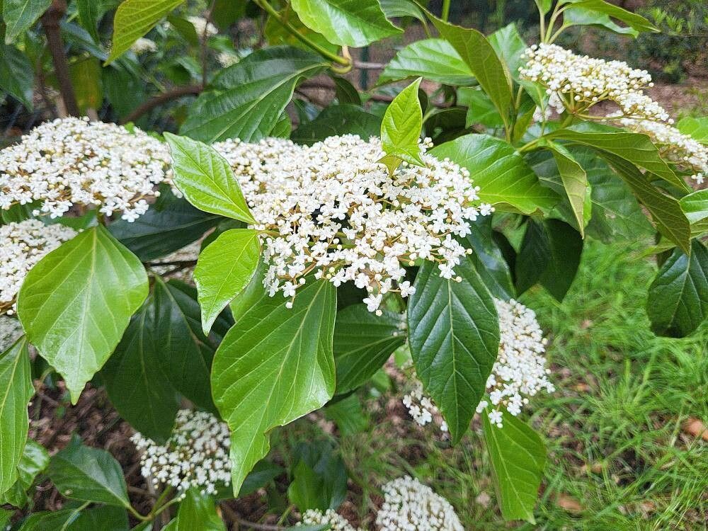 Viburnum japonicum flower