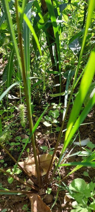 Allium schoenoprasoides — search result for 'Tajikistan'